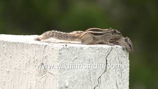 Squirrels grooming each others fur perhaps as a sign of affection [upl. by Audwen]