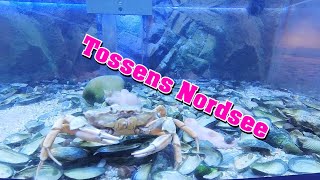 Tossens Nordsee Butjadingen Nordseebad Camping [upl. by Drhacir]