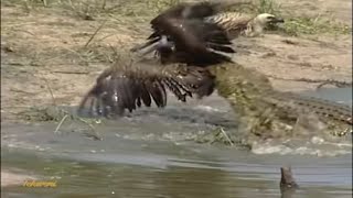 Crocodile vs Bird A Surprising Showdown at the Waters Edge [upl. by Soble]