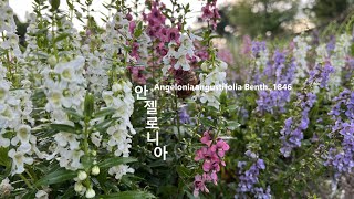 안젤로니아 Angelonia angustifolia 신선초 야생화를 찾아서400 in search of wildflowers 둔산대공원 Dunsan Dae Park [upl. by Kotta]