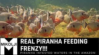 PIRANHAS VS BULLFROG LIVE FEEDING WARNING GRAPHIC CONTENT [upl. by Latia]