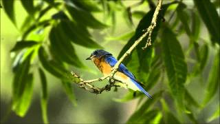 Eastern Bluebird Singing [upl. by Maxima684]