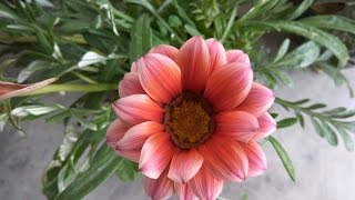 How to Grow Gazanias  tips amp care [upl. by Pendergast]