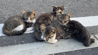 4K Cats island in Japan Tashirojima Tashiro Shokudo Japans Cat Island [upl. by Darcie185]