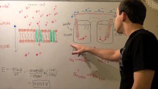 Electrochemical Gradient and Sodium Ions [upl. by Carolin]