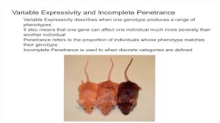 Variable Expressivity and Incomplete Penetrance [upl. by Fonda]