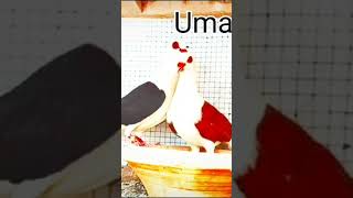 Pati ya lea kabutar ki video pigeon birds attitude shayari 😈😈😈👻👻👻👻☠️☠️💀☠️💀☠️📸📷🥱🥱😈😈📸 [upl. by Aranaj173]