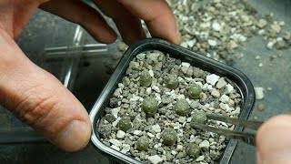 Repotting Lophophora Part2 04222020 [upl. by Lipsey451]