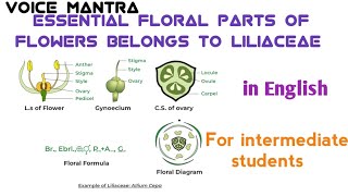 Essential Floral parts of flower Belongs to Liliaceae Biology taxonomy Voice Mantra [upl. by Lokim531]