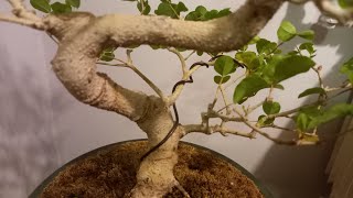 Ligustr chiński bonsai Ligustrum sinense [upl. by Sally]