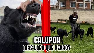 ASÍ es la vida con DECENAS de PERROS LOBO MEXICANOS CALUPOH [upl. by Enyala]