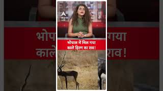 Madhya Pradesh के भोपाल में मिल गया काले हिरण का शव  ABP LIVE [upl. by Map]