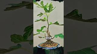 Unik Pohon Bonsai Buah Tin shorts buah bonsai [upl. by Otreblada]