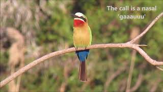 Whitefronted Beeeater calling [upl. by Hanahsuar869]