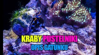 71 Krab pustelnik  Calcinus elegans Paguristes cadenati  Akwarium morskie  Reef aquarium [upl. by Erl]