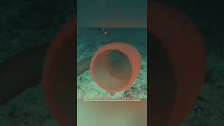 Pyrosomes strangest Ocean Phenomena 🌊 youtubeshorts yshorts shortscraft viral factsinurdu fact [upl. by Bennir]