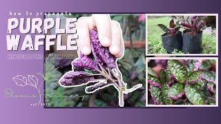 PURPLE WAFFLE  hemigraphis alternata  how to propagate [upl. by Elacim]