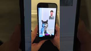 📱✨ quot¡Sapphie la Pomsky FaceTimea a sus Papás mientras están Fuera 🐾❤️quot [upl. by Lean]