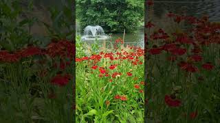 Fountain with helenium hylandshouse fountain helenium  essex [upl. by Cordey590]