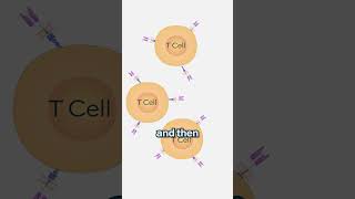 high risk cytogenetics in multiple myeloma patients  Dr Jens Hillengass oncology shorts cancer [upl. by Nnednarb]