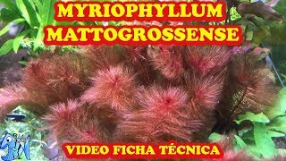 Ficha Técnica MYRIOPHYLLUM MATTOGROSSENSE [upl. by Aileme]