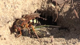 Cicada Killer with Cicada [upl. by Zel]