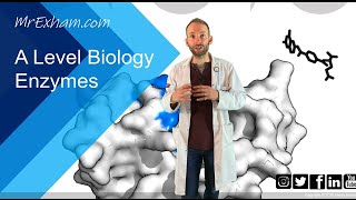 Enzymes Part 1  Structure function and rates  A Level Biology [upl. by Oad768]