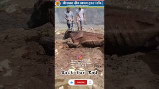 दल दल मे फस गई थी।गौ माता ।। help gauseva viralvideo cow gausevasangh helpvoiceless gaushala [upl. by Zink]