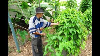 GROWING PURPLE YAM UbeUbi WOODCHIPS Permaculture Survival Garden Ube Dioscorea Alata [upl. by Ardyaf]