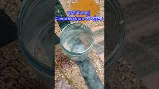 How to grow cuttings of clerodendrum inerme in water shortsfeed youtubeshorts gardeningtips [upl. by Allare]