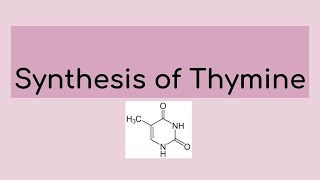 Synthesis of Thymine [upl. by Stalker]