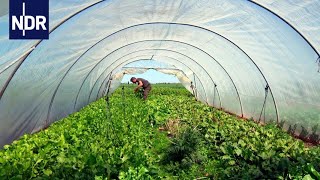 Regionale Landwirtschaft Wenn Essen wieder was wert ist  die nordstory  NDR Doku [upl. by Louanna635]