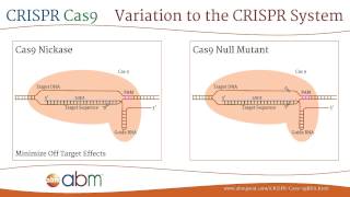 CRISPR Cas9  A Brief Introduction [upl. by Hpesoy871]