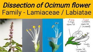 Dissection of Ocimum flower  Family Lamiaceae  Family labiatae  Tulsi flower dissection [upl. by Gorman]