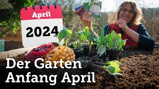 Garten Anfang April Aussaaten und Pflanzungen im Freiland die Sinn machen 🫛🥕🥬🧅🥔🥦🌼 [upl. by Goldwin]