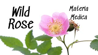 Wild Rose Materia Medica The Source of Rosehips [upl. by Asatan]