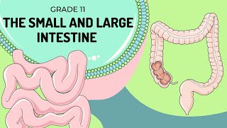 The Small and Large Intestine  Easy to understand [upl. by Yasibit]