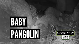 Chinese pangolin baby captiveborn for the first time ever  World Pangolin Day shorts [upl. by Zoila48]