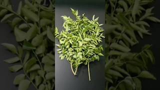 How to store Curry leaves for months without fridge in Tamil 😱 Kitchen Tips and Tricks [upl. by Irbmac]