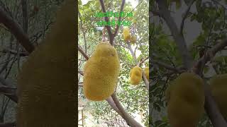 jackfruit food plants freshfruits fresh trees garden farming farm smalltree [upl. by Bautram]