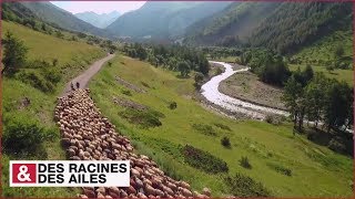 Transhumance dans les Alpes [upl. by Stenger]