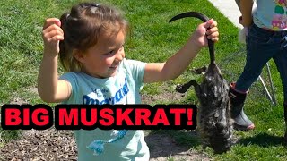 Muskrat Pest Control With Rascal the Mink [upl. by Ejroj940]