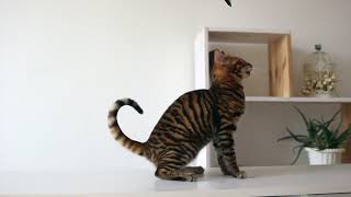 Beautiful Toyger Cat [upl. by Ntsyrk]