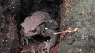 🐝 Giant Japanese Forest Toad  Species Bufo japonicus  Real Japan Monsters [upl. by Aholla]