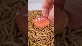 Mealworms vs POISONOUS MUSHROOM [upl. by Eelyek]