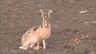 Hare Hunting  Best of [upl. by Vevine]