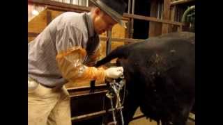 Calving Assistance  How To [upl. by Maria348]