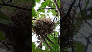 nest [upl. by Sancha]