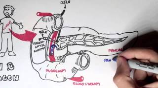 Insulin and Glucagon Overview [upl. by Peper]