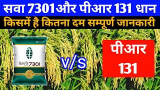 सवा 7301 vs पीआर 131 धान की 2 नई वैरायटी जानें किस्में है कितना दम PR 131 vs Sava 7301 [upl. by Nirret]